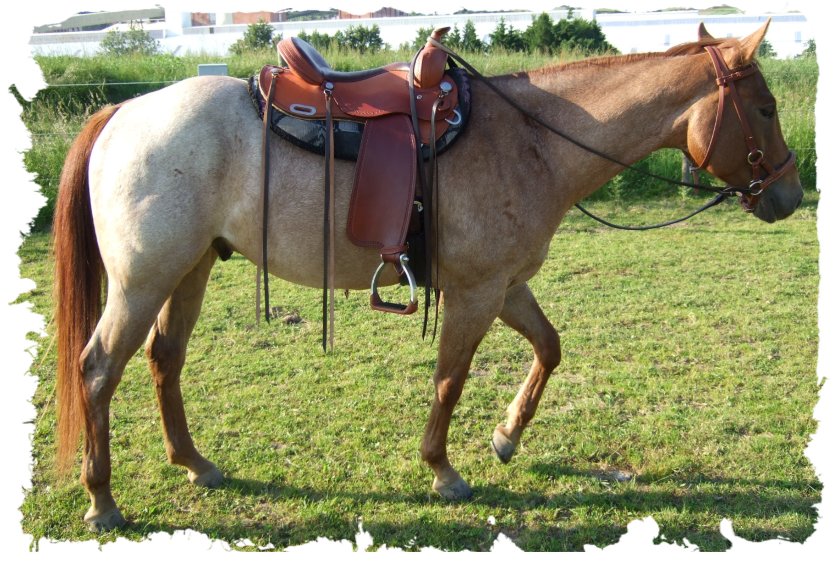 westernsattel quarter horse